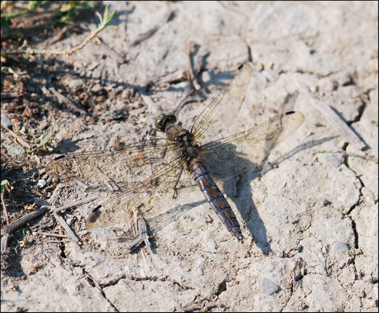 libellula 8: vecchia femmina Orthetrum cancellatum